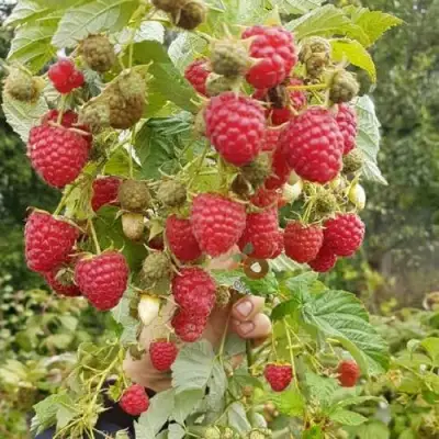 Малина ТАДМОР в Слониме