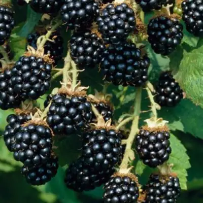 Ежевика БЛЭК САТИН бесшипная  в Слониме