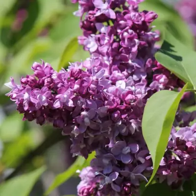 Сирень ИЗОБИЛИЕ в Слониме