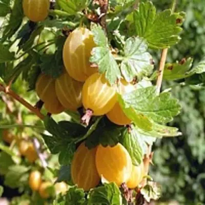 Крыжовник КУРШУ ДЗИНТАРС  в Слониме