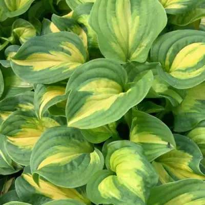 Хоста ЭМЕРАЛЬД ЧАРДЖЕР гибридная в Слониме