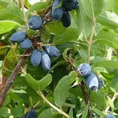 Жимолость съедобная НАРЫМСКАЯ в Слониме