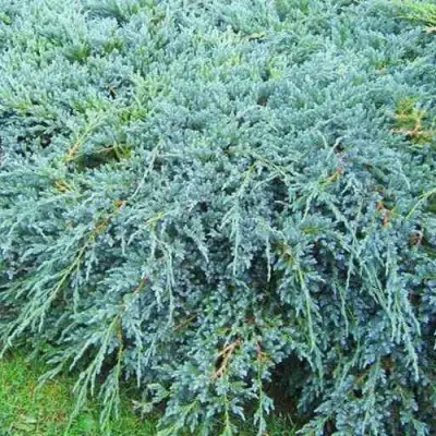 Можжевельник БЛЮ КАРПЕТ чешуйчатый в Слониме