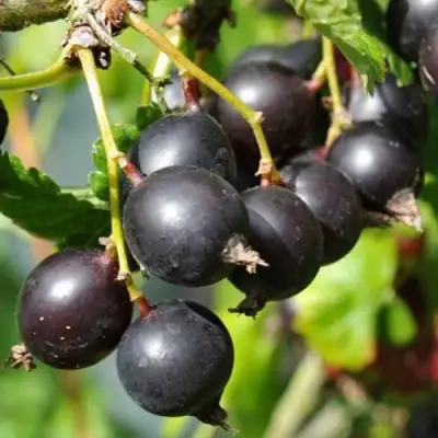 ЙОШТА в Слониме