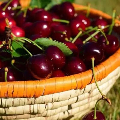 Вишня НЕСВИЖСКАЯ в Слониме