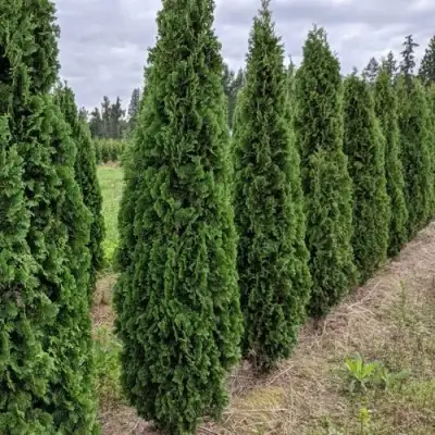 Туя ДЕГРУТ СПАЙР западная в Слониме