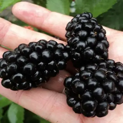 Ежевика ПОЛАР бесшипная  в Слониме