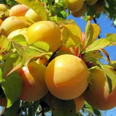 Слива МЕДОВАЯ ЖЁЛТАЯ в Слониме