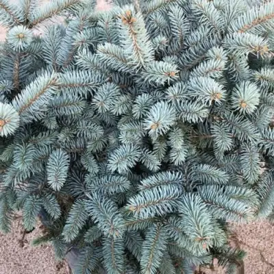 Ель ГЛАУКА колючая в Слониме