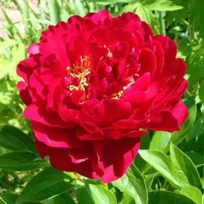 Пион ХРАБРЫЙ ВОИН травянистый в Слониме