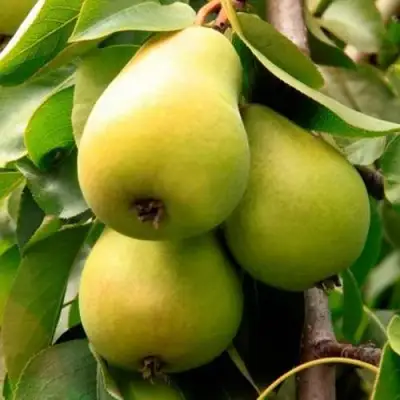 Груша НЕЖНОСТЬ колонновидная	 в Слониме