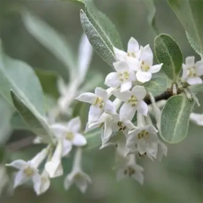 ЛОХ СЕРЕБРИСТЫЙ в Слониме