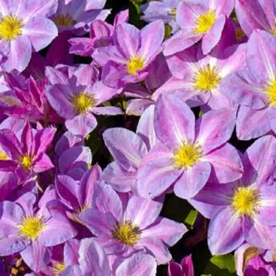 Клематис ЧЕЙНДЖ ОФ ХАРТ в Слониме