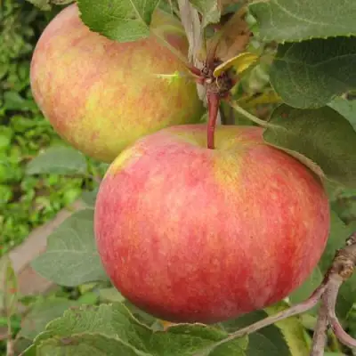 Яблоня ПЕРВОУРАЛЬСКОЕ в Слониме