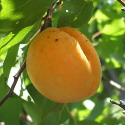 Абрикос ОРЛОВЧАНИН  в Слониме