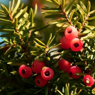 Тис ЭЛЕГАНТИССИМА ягодный в Слониме