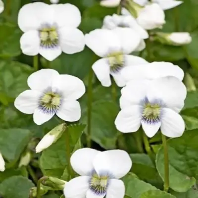 Фиалка АЛЬБИФЛОРА сестринская в Слониме