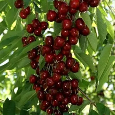 Черешня ХЕЛЕНА колоновидная в Слониме