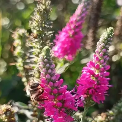 Вероника РОЗЕА колосковая в Слониме