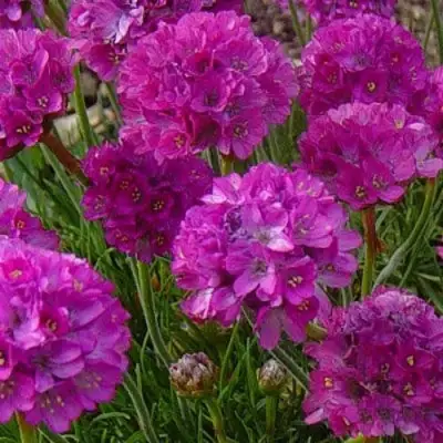 Армерия МОНИНГ СТАР ДИП РОУЗ в Слониме