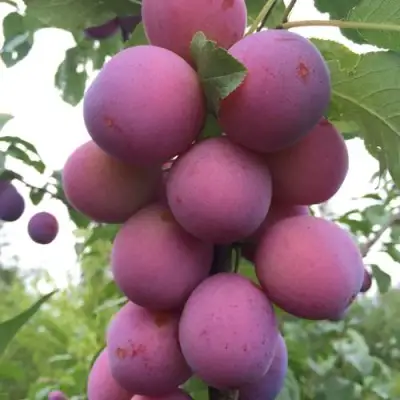 Слива ИМПЕРИАЛ колонновидная в Слониме