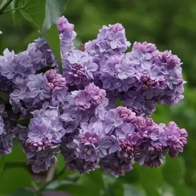 Сирень КАТЕРИНА ХАВЕМЕЙЕР в Слониме