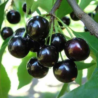 Вишня РОССОШАНСКАЯ ЧЕРНАЯ в Слониме