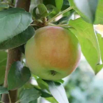 Яблоня ПОДСНЕЖНИК стелющаяся в Слониме