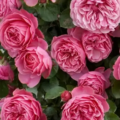 Роза ЛЕОНАРДО ДА ВИНЧИ флорибунда в Слониме