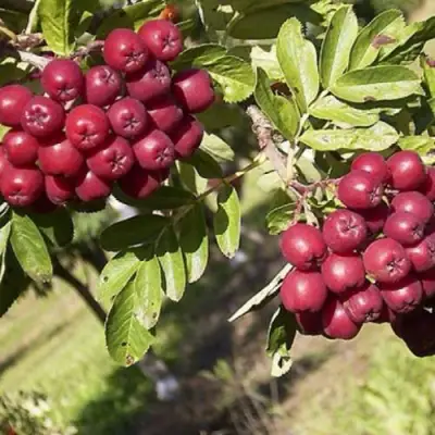 Рябина БУРКА сладкоплодная в Слониме