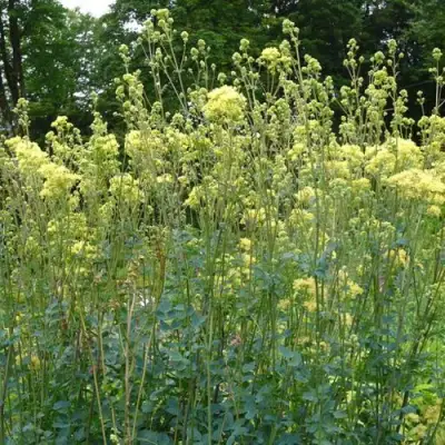 Василистник ГЛАУКУМ желтый в Слониме