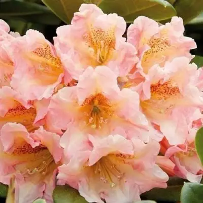 Рододендрон ФЛАУТАНДО в Слониме