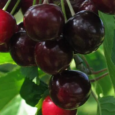 Черешня ВАЛЕРИЙ ЧКАЛОВ в Слониме