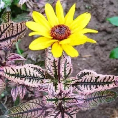 Гелиопсис САММЕР ПИНК в Слониме