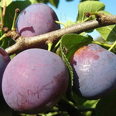 Слива СТАРТОВАЯ в Слониме