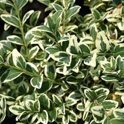 Бирючина ВАРИЕГАТУМ овальнолистная в Слониме