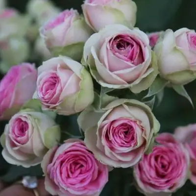 Роза МИМИ ЭДЕН спрей в Слониме