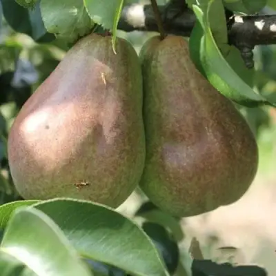 Груша БРЯНСКАЯ КРАСАВИЦА в Слониме