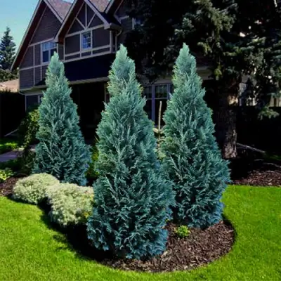 Кипарисовик ВАН ПЕЛЬТС БЛЮ лавсона в Слониме