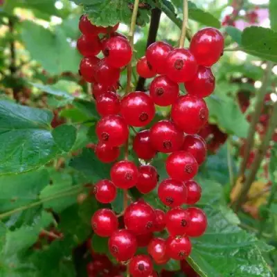 Смородина красная КОНСТАНТИНОВСКАЯ в Слониме