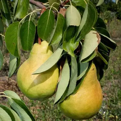Груша ДЮШЕС ЛЕТНИЙ в Слониме