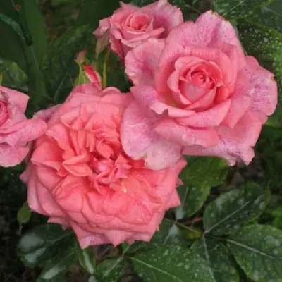 Роза ПЬЕР КАРДЕН чайно-гибридная в Слониме