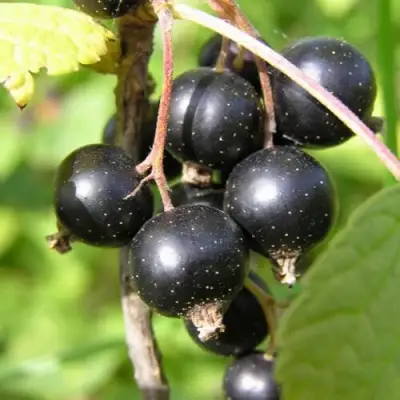 Смородина чёрная ПАМЯТЬ ВАВИЛОВА в Слониме