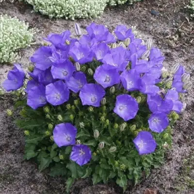 Колокольчик САНТА карпатский в Слониме