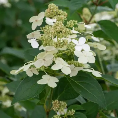 Гортензия ПРИМ ВАЙТ метельчатая в Слониме