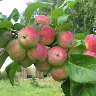 Яблоня ГРУШОВКА МОСКОВСКАЯ в Слониме