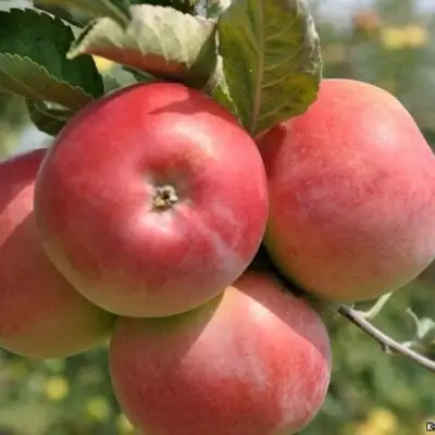 Яблоня ВЭМ-РОЗОВЫЙ в Слониме