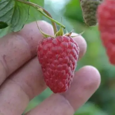 Малина КОРПИКО в Слониме