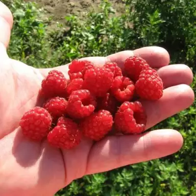 Малина БАЛЬЗАМ в Слониме