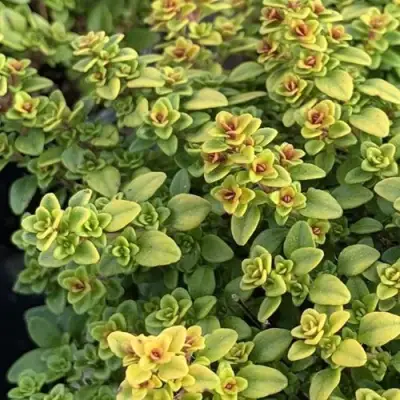 Тимьян АРЧЕРЗ ГОЛД в Слониме